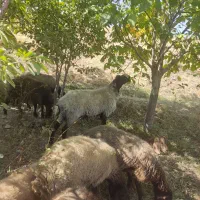 قوچ شال اصل|حیوانات مزرعه|داران, |دیوار