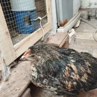 سه عدد مرغ و یک خروس