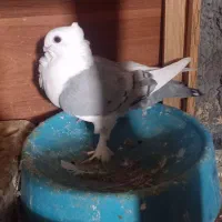 کبوتر طاوسی