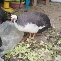 مرغ شاخدار خوشگل تپل