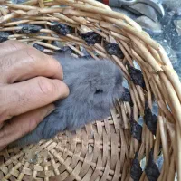 خرگوش|موش و خرگوش|اصفهان, جاوان|دیوار