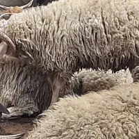 بره نر|حیوانات مزرعه|شاهینشهر, پارک بانک استان|دیوار