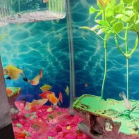 ماهی و آکواریوم با وسایل