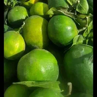 یک شریک برای میوه فروشی میخام دست کج نباشه