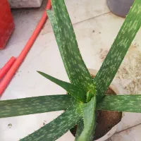 انواع گل|گل و گیاه طبیعی|فولادشهر, B2|دیوار