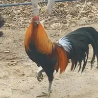 مرغ و خروس سوماترا