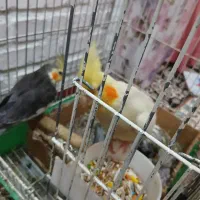 طوطی عروس جفت  با جوجه