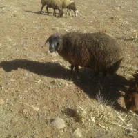 یک عدد شیشک مهر