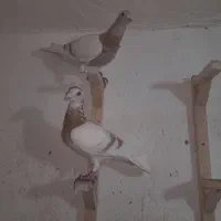 کرم خط سفید زرد گلالی