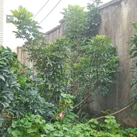 درختچه شفلرا|گل و گیاه طبیعی|رشت, پیرکلاچای|دیوار