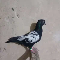کبوتر سینه سیاه