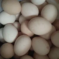 تخم مرغ محلی