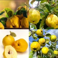 نهال زیتون کرمانشاهی|خدمات باغبانی و درختکاری|کرمانشاه, |دیوار