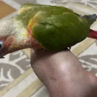 طوطی گرینچیک آناناسی|پرنده|بهبهان, |دیوار