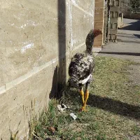 لاری اوشامو کوکو