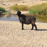 میش اصل ترکی|حیوانات مزرعه|شیراز, حومه شیراز|دیوار