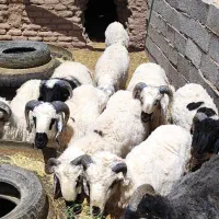 بره نر|حیوانات مزرعه|رفسنجان, |دیوار