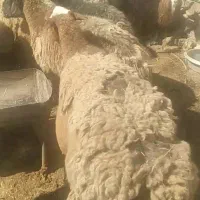 تعداد ۱۷ عدد پیرمیش میش