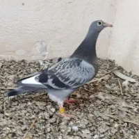 جوجه پلاکی کبوتر