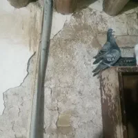 سه عدد کبوتر سبز