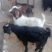 بزغاله نر کیلویی ۲۶۰ هزار|حیوانات مزرعه|بجنورد, |دیوار