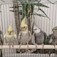 خونواده 5 نفره عروس هلندی جفت مولد