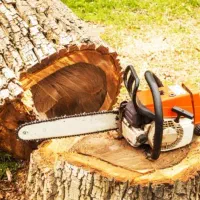 خریدار چوب حرس درختان هر رقم باشه