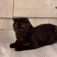 گربه اسکاتیش نر اماده ی جفت گیری