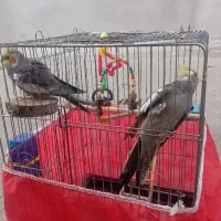 یه جفت عروسی هلندی نرو ماده