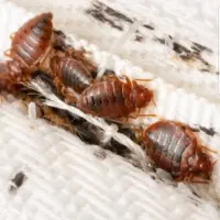 سمپاشی گاز برای ساس سم پاشی ضمانتی انواع سوسک