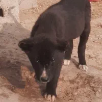 توله نر خراسانی واکسن خورده