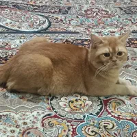 گربه برتیش شناسنامه دار