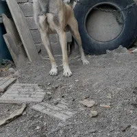 سگ نر سرابی