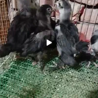 ۱۲ عدد جوجه گلین و مرندی و پولند فقط دونه ۱۲۰