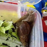 حلزون اچاتینا