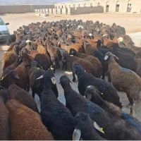 دام فروشیه گوسفند   /عموحسن  زنده باسلاخ