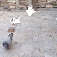 کفتر زاجر اصل کتی و تسمه ای و قمی