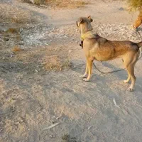 واگذاری سگ|سگ|بندر ماهشهر, |دیوار