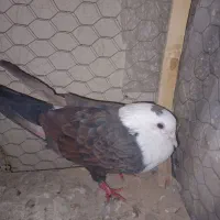 کبوتر کفتر جفتگاه کلاغ کربلایی|پرنده|شاندیز, |دیوار