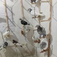 انگشتر کبوتری تور جدید درکلاته پیاز