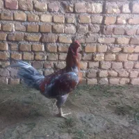 جوجه لاری|حیوانات مزرعه|فامنین, |دیوار