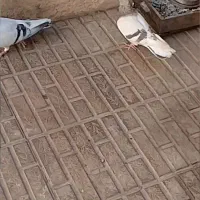 کفتر سبز دم سفید|پرنده|کرمان, |دیوار