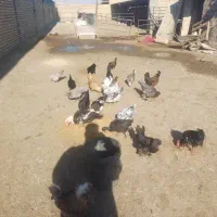 اسب و غاز و مرغ|حیوانات مزرعه|اصفهان, قهجاورستان|دیوار