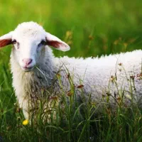 فروش دام زنده