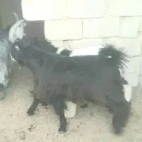 بزغاله   شاخ انبری  ترکی  اصیل|حیوانات مزرعه|شهرضا, |دیوار