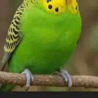 مرغ عشق گم شده در شناط شهرک قائم