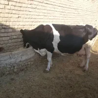 گاوشیری