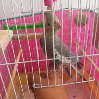 عروس هلندی ماده