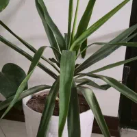 اپارتمانی گل|گل و گیاه طبیعی|اسلام‌شهر, شهرک واوان|دیوار