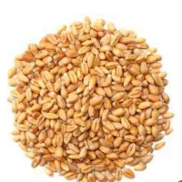 گندم آبی دهدشت